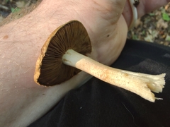 Inocybe dulciolens
