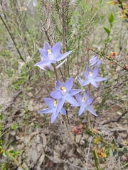 Thelymitra megcalyptra
