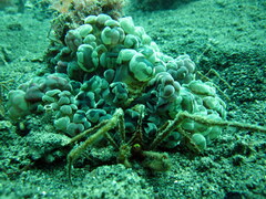 Stenorhynchus debilis