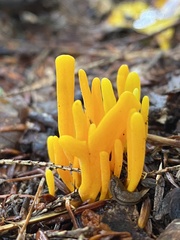 Clavariaceae