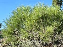 Sidneya tenuifolia