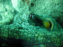 Octopus bimaculoides