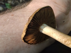 Inocybe dulciolens