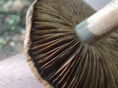 Inocybe dulciolens