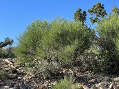 Sidneya tenuifolia