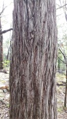 Eucalyptus tindaliae