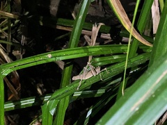 Phricta spinosa