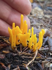 Clavariaceae