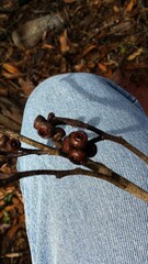 Eucalyptus tindaliae