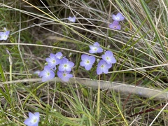 Veronica gracilis