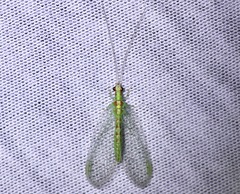 Chrysopa quadripunctata