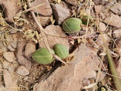 Cochlospermum wrightii