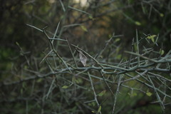 Libytheana carinenta mexicana