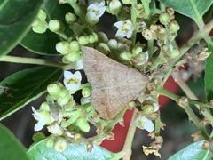 Renia flavipunctalis