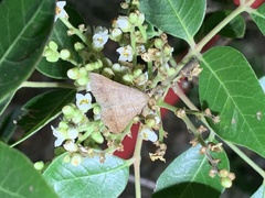 Renia flavipunctalis