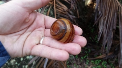 Sphaerospira fraseri