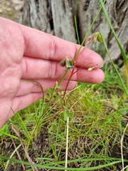 Oxalis perennans
