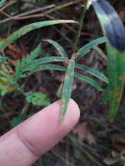 Coleosporium