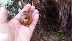 Sphaerospira fraseri