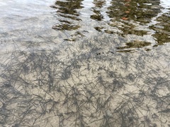 Zostera muelleri