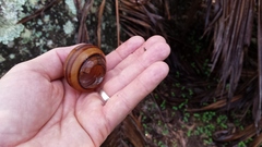 Sphaerospira fraseri