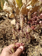 Orthocarpus cuspidatus