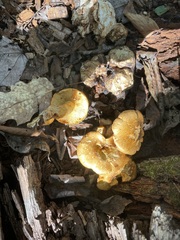 Entoloma