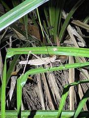 Phricta spinosa