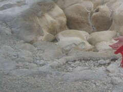 Archaea