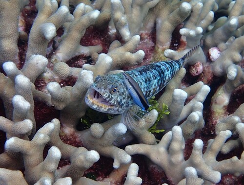 Blue diesel wrasse (Labroides dimidiatus) — Labridae