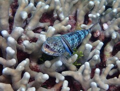 Labroides dimidiatus