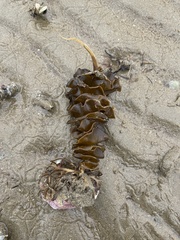 Undaria pinnatifida