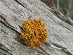 Teloschistes chrysophthalmus