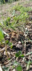 Polybetes rapidus
