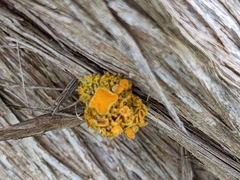 Teloschistes chrysophthalmus