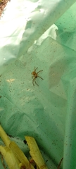 Polybetes rapidus