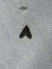 Elophila tinealis