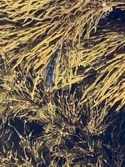 Bovichtus angustifrons