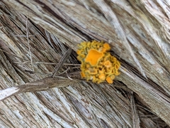 Teloschistes chrysophthalmus