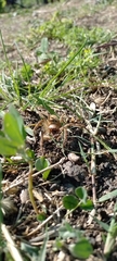 Polybetes rapidus
