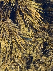 Bovichtus angustifrons