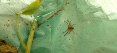Polybetes rapidus