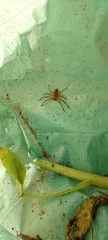 Polybetes rapidus