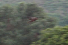 Ptyonoprogne concolor