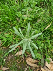 Senecio quadridentatus