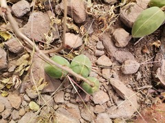 Cochlospermum wrightii