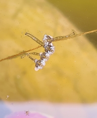 Aedes notoscriptus