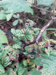 Phylloplecta tripunctata