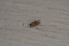 Phoridae