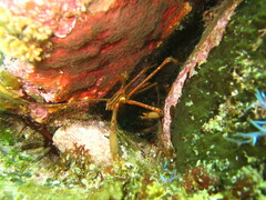 Stenorhynchus debilis